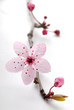 prunus