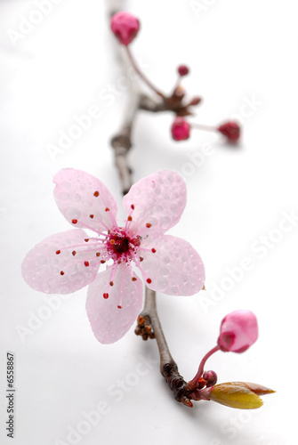 prunus