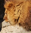 Lion's Mane
