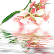 bouquet de bauhinia bouquet de bauhinia