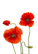 Mohnblumen