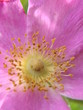 blume