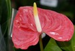 Anthurium_7