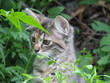 Chaton tigré