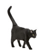 Black cat Black cat