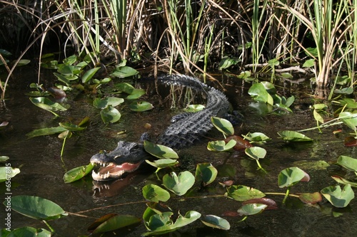 Foto: Gator Evergaldes Gator Evergaldes