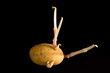 Sprouting potato