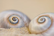 Schneckenhäuser am Strand