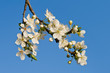Blütenzweig vor blauem Himmel II