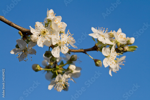 Foto: Blütenzweig vor blauem Himmel Blütenzweig vor blauem Himmel