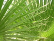 Palm tree leaves