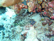 cernia mimetica