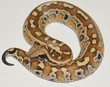 constrictor