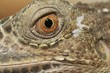 iguanas eye