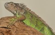 iguana