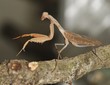 praying mantis