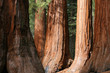 Sequioa Giants Sequioa Giants