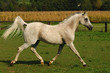Photo : Araber Schimmel auf Weide