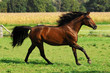 Photo : Araber auf Weide 4