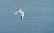 Mouette sur le lac du Bourget, Savoie, France