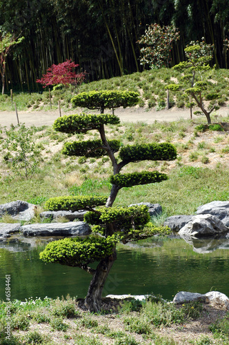 bonsai