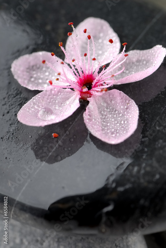 Photo: zen zen