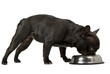 Bulldog eating