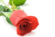 dew on red rose