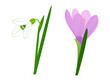 Vector: Snowdrop and crocus Snowdrop and crocus