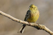 Emberiza citrinella