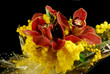 orchidea