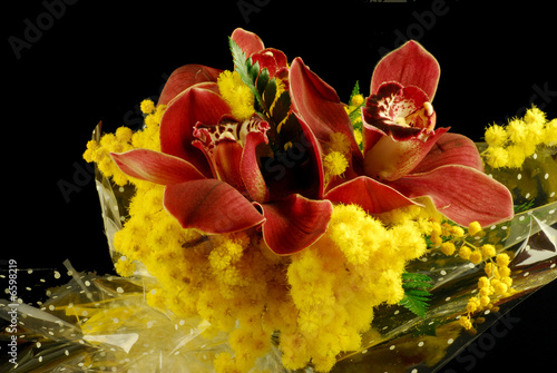 orchidea orchidea