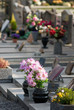 Fleurs sur pierre tombale