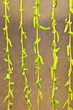 willow twigs
