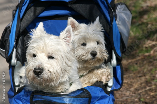 Photo: Buggy für Hunde Buggy für Hunde