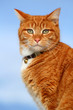 Yellow Tabby Cat Looking 11