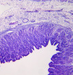 Stomach cross section-medium power Stomach cross section-medium power