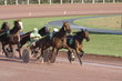 chevaux