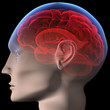 Brain