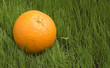 an orange on grass