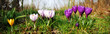 Crocus flowers