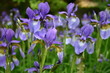 Wild Iris