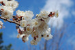 Spring flowers Spring flowers