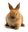 Easter rabbit