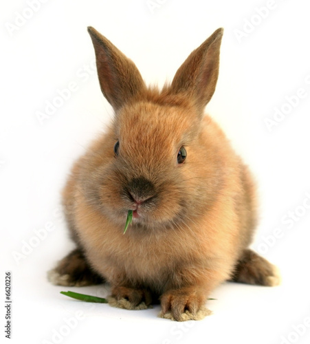 Easter rabbit