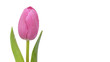 Tulpe