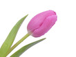 Muttertag,Tulpe