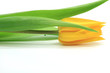 Foto: gelbe Tulpe gelbe Tulpe