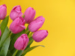 Muttertag,Tulpen