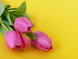 Tulpen